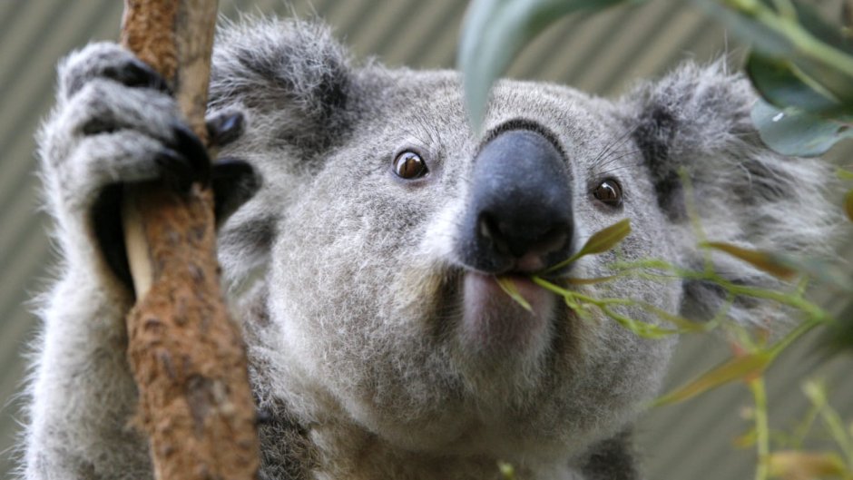 Смешная коала