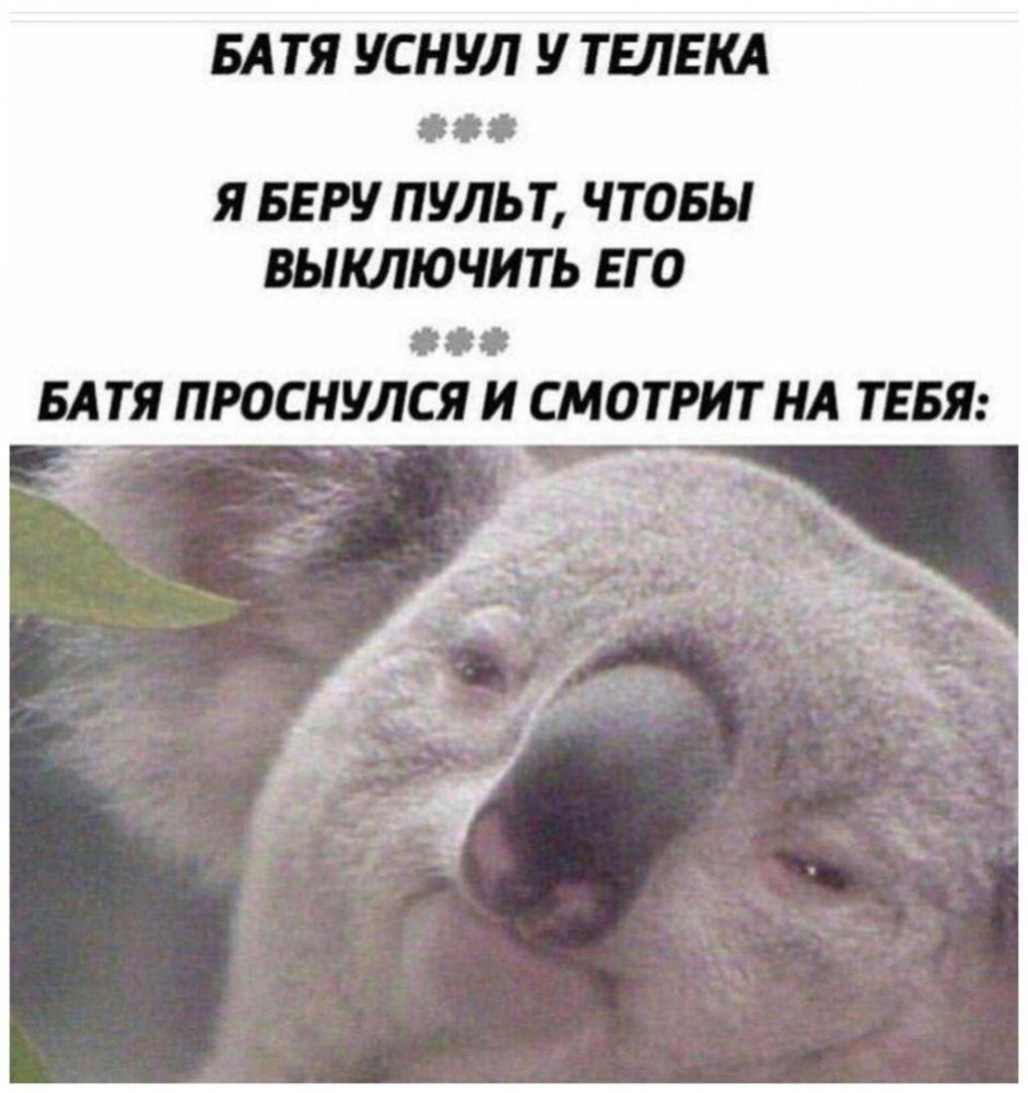 Зоопарк Лос Анджелеса коала