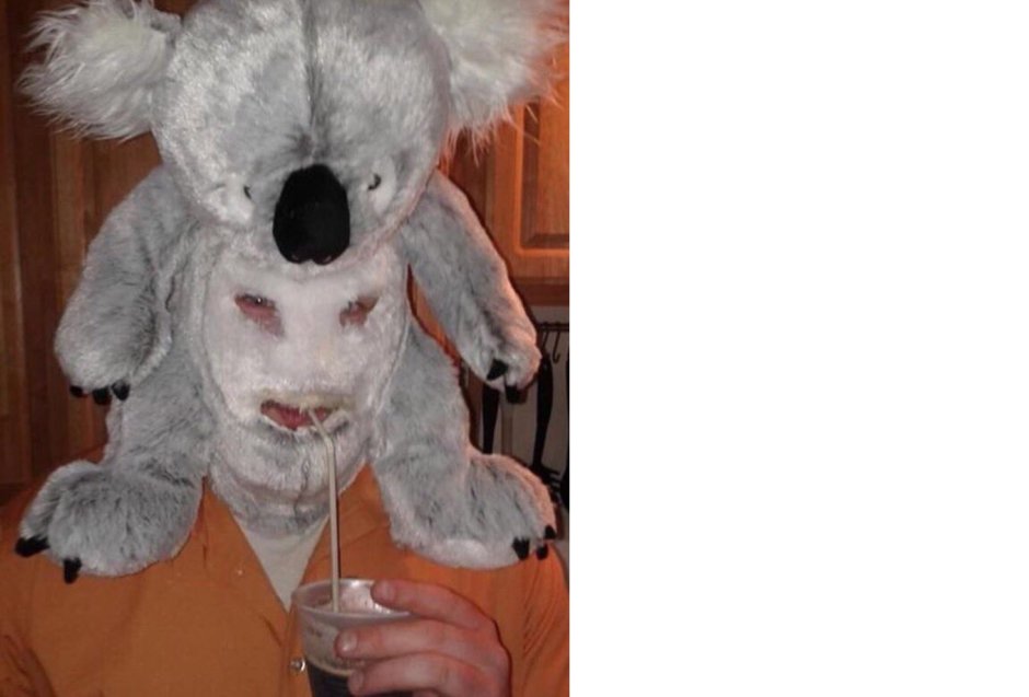 Пушистая коала