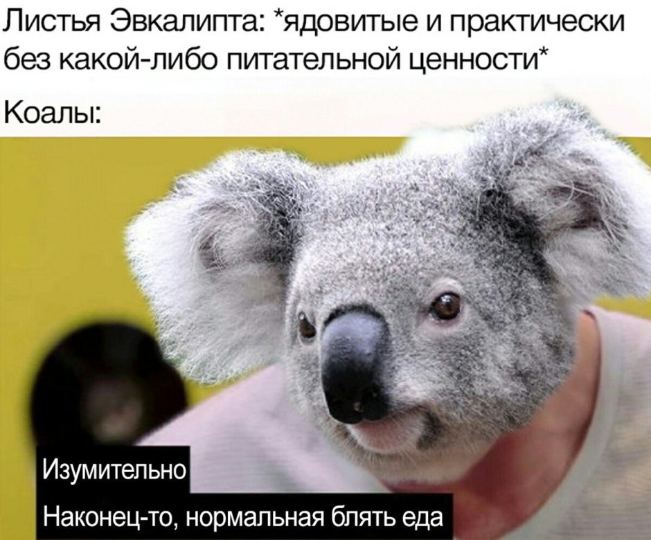 Милые экзотические домашние животные