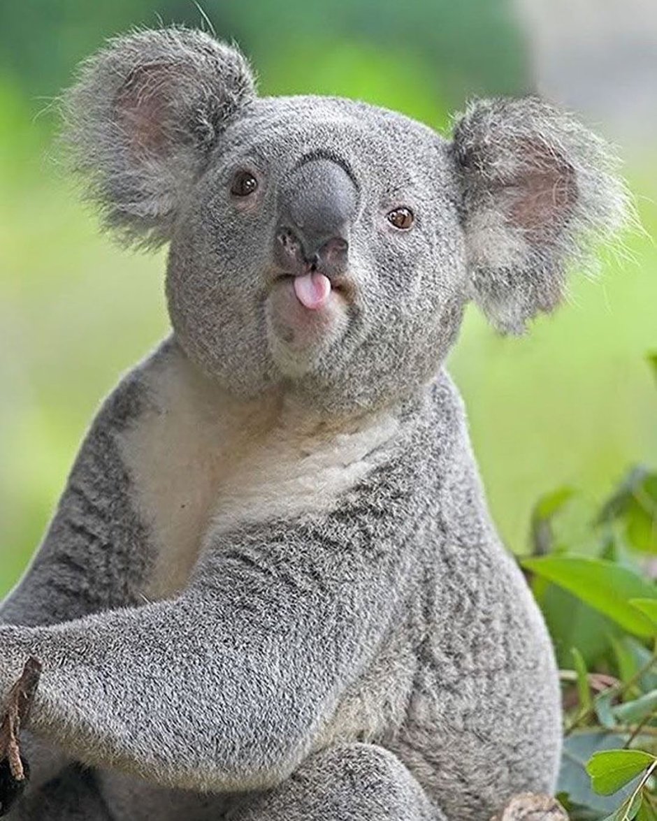 Квинслендский коала Koalemus