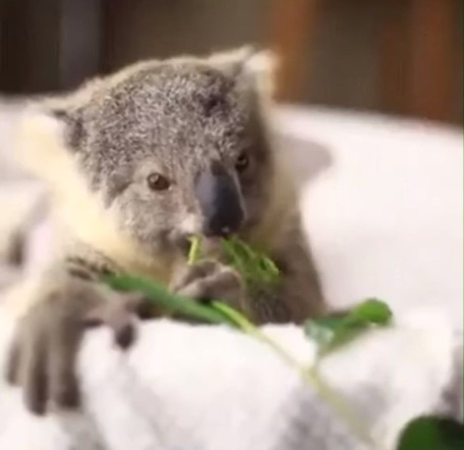 Коала в Московском зоопарке