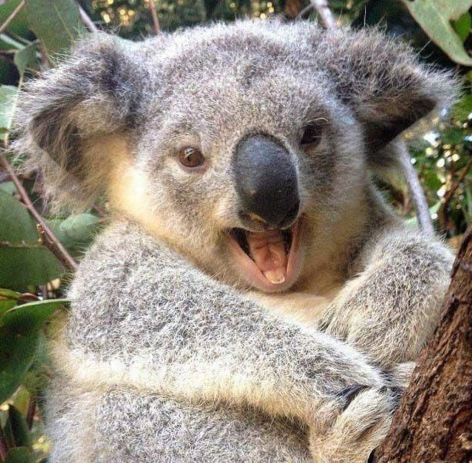 Коала в космосе