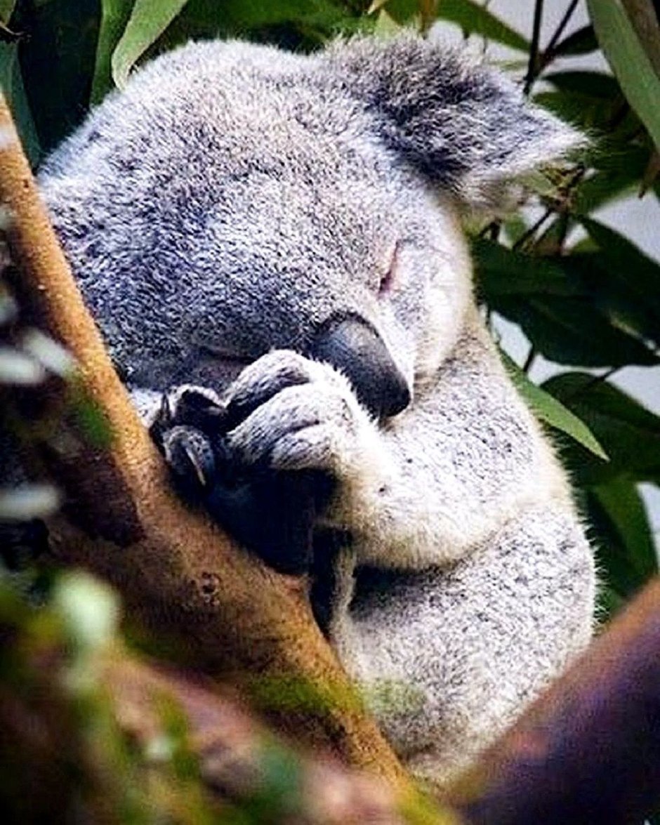 Коала прикол