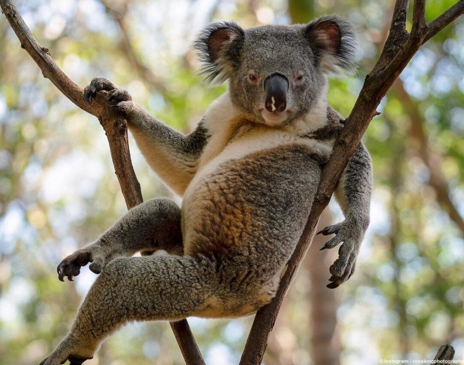 Смешная коала Мем