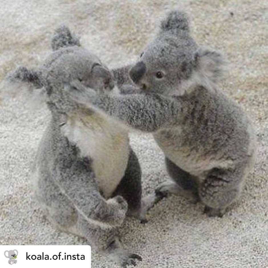 М̆̈о̆̈к̆̈р̆̈ӑ̈я̆̈ к̆̈о̆̈ӑ̈л̆̈ӑ̈