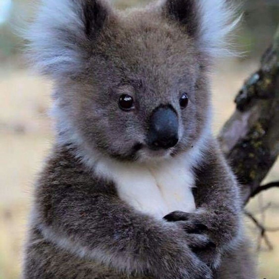 Семейство Салливан коала