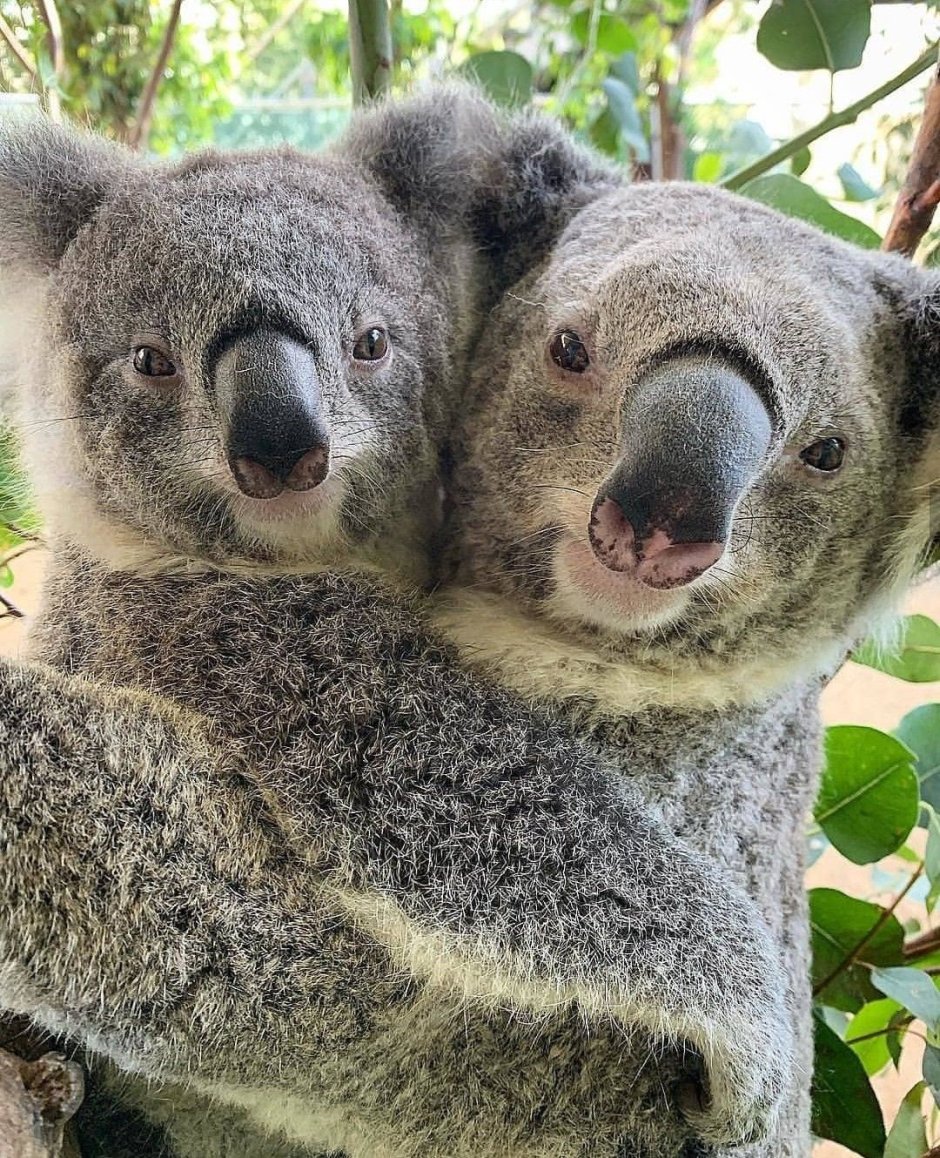 Смешной щенок коалы