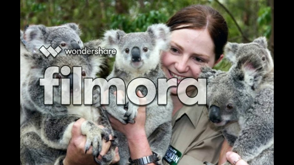 Домик для коалы