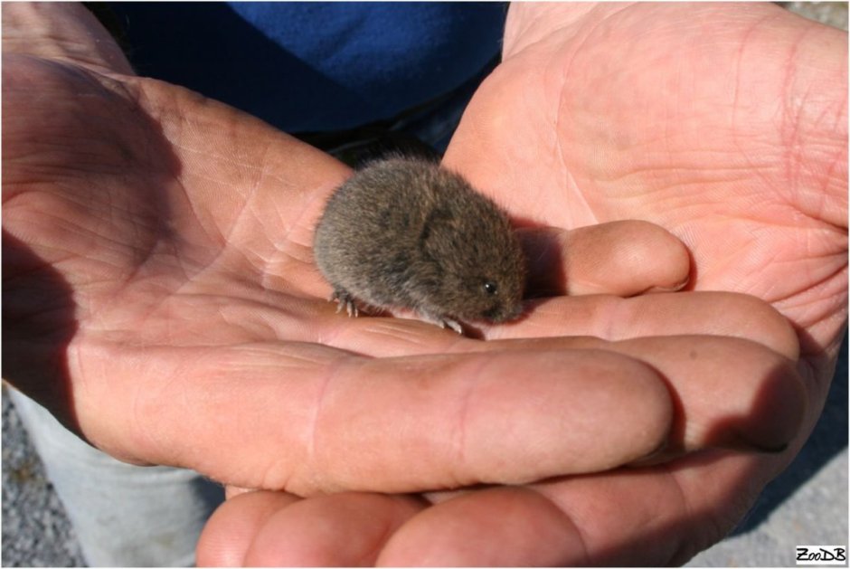Microtus Agrestis