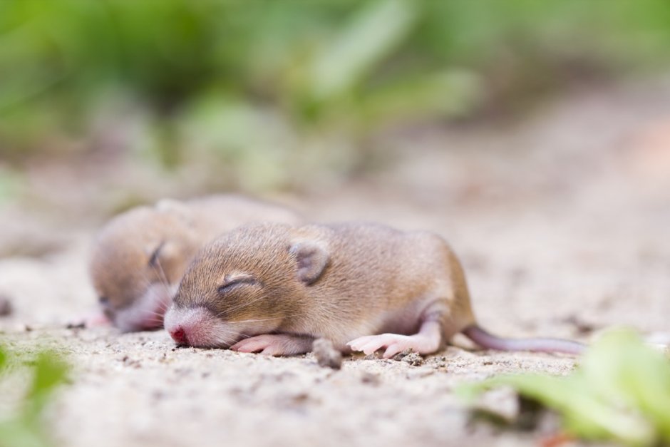 Field rat