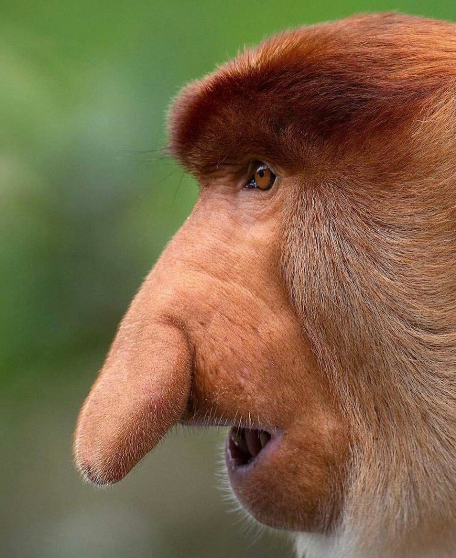 Носач (proboscis Monkey)