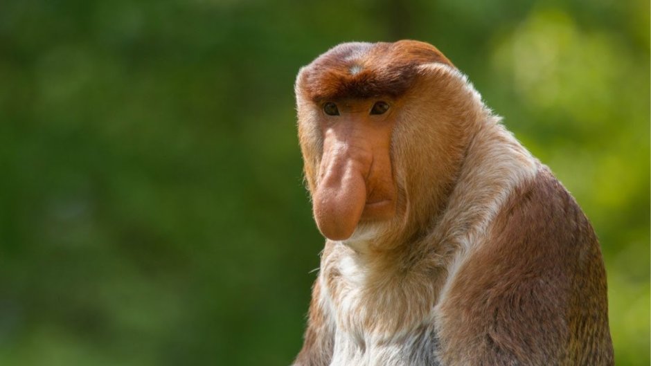 Proboscis Monkey