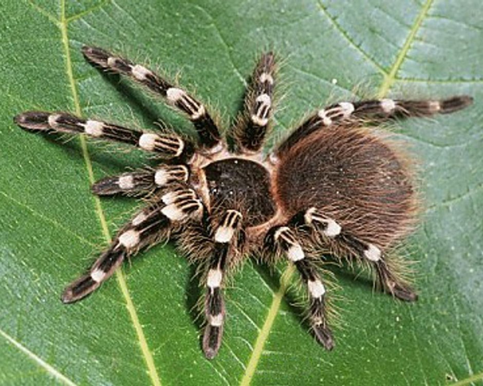 Brachypelma boehmei