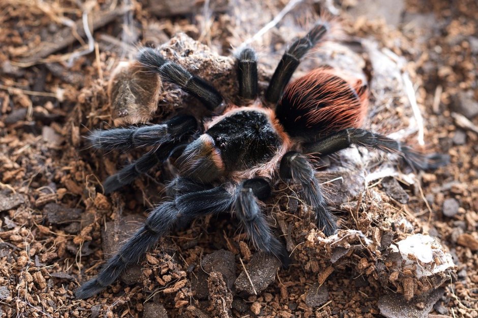 Паук Acanthoscurria geniculata