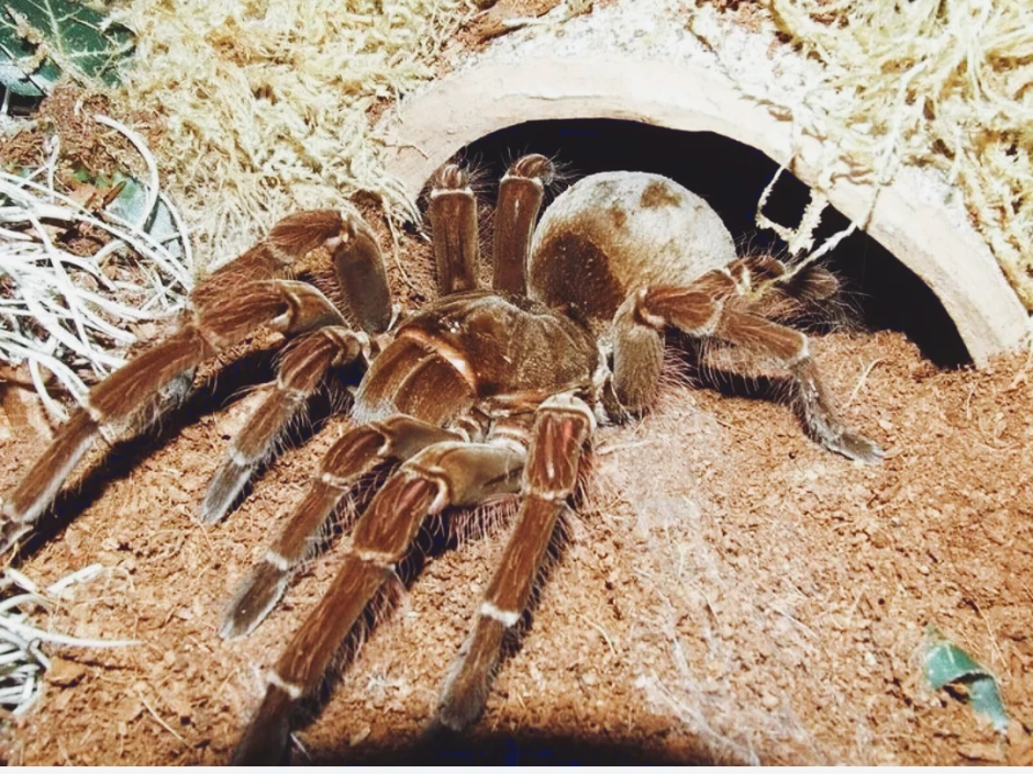 Паук птицеед Poecilotheria Metallica
