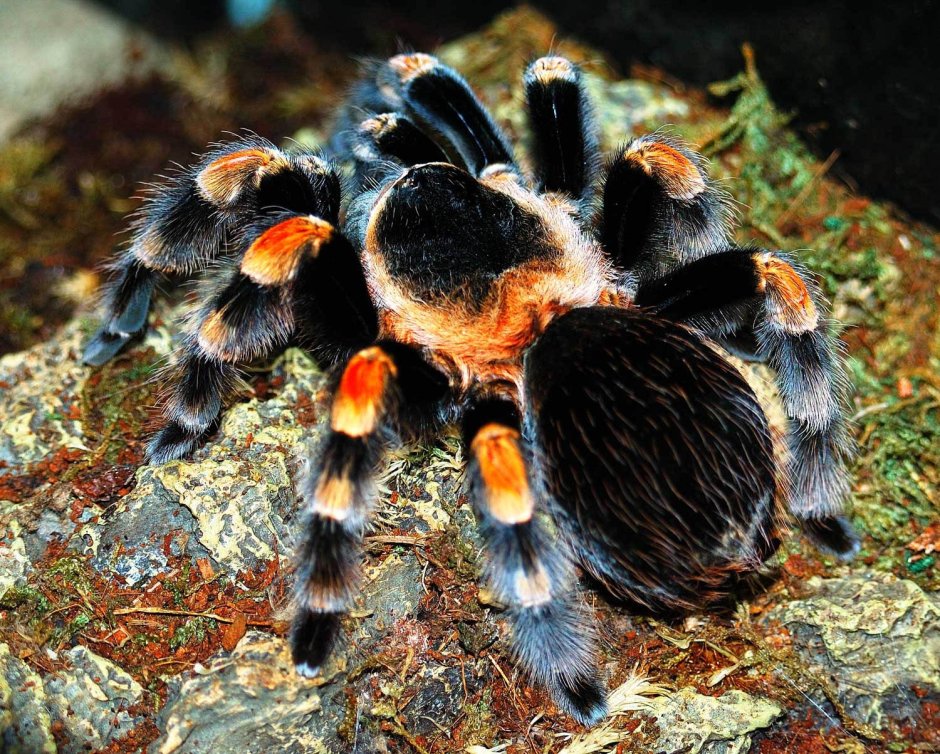 Паук Chromatopelma cyaneopubescens