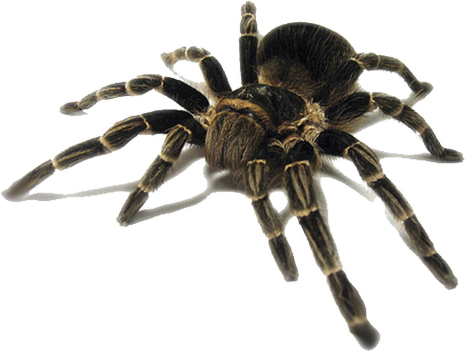 Pterinochilus murinus паук