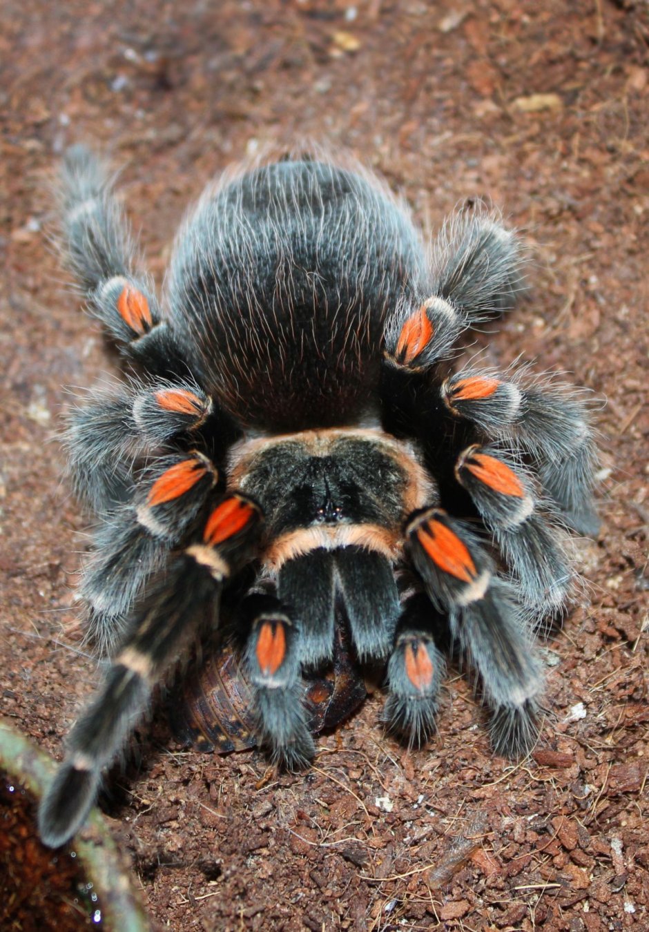 Паук птицеед Avicularia versicolor