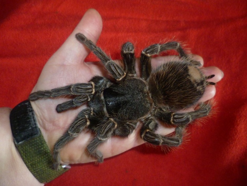 Poecilotheria Metallica паук