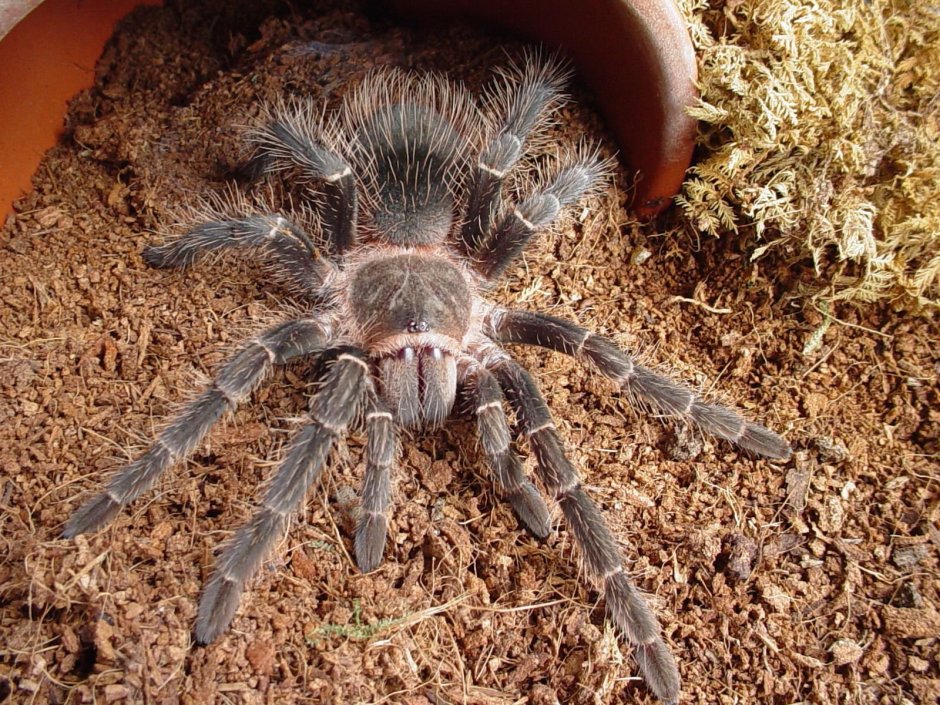 Brachypelma annitha