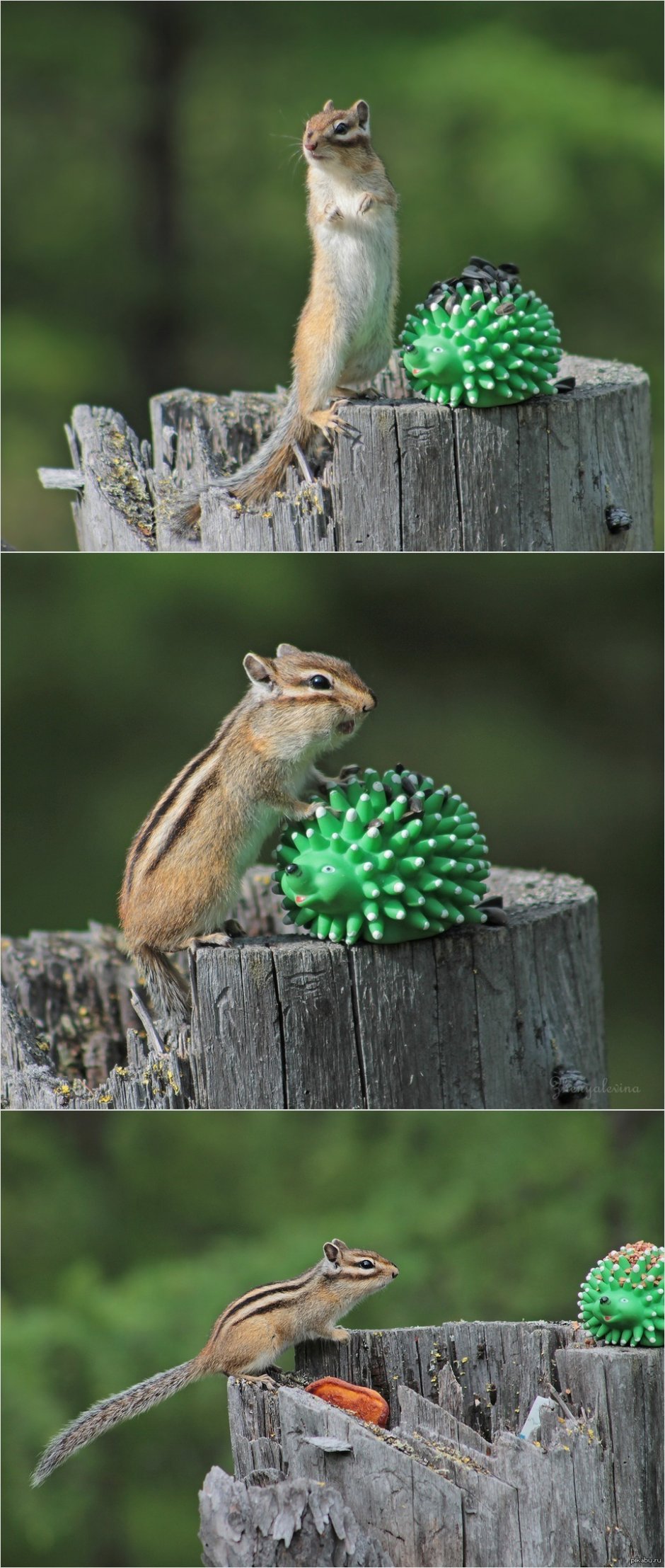 Красивые Лесные жители