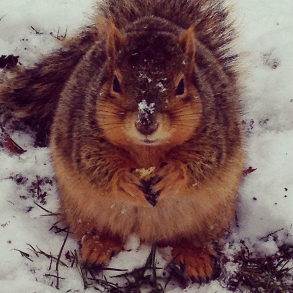 Бурундук и Ёжик Ежик