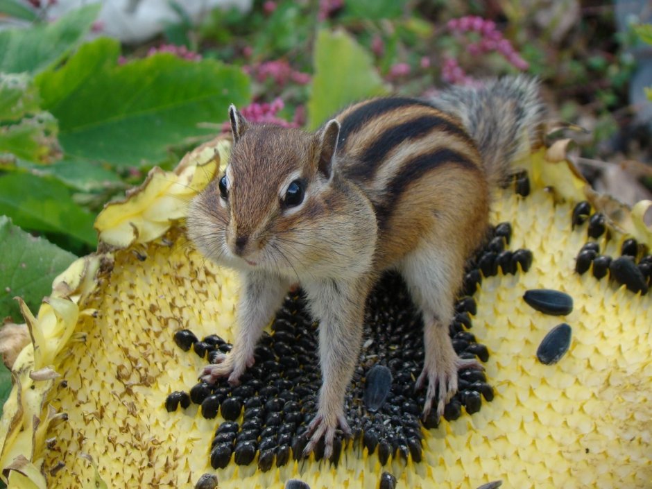 Бурундуки в природе