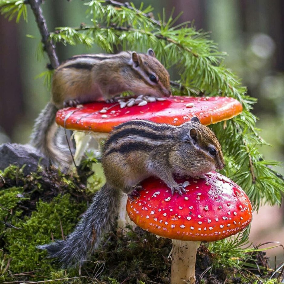 Лейтенант Фокс Виксен rule34