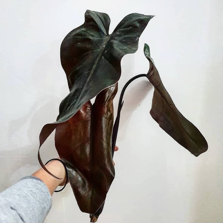 Филодендрон Black Knight