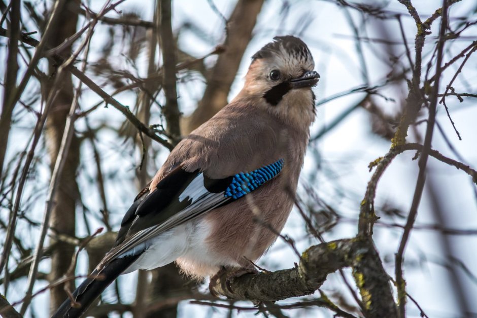 Свиристель (Ampelis garrulus)