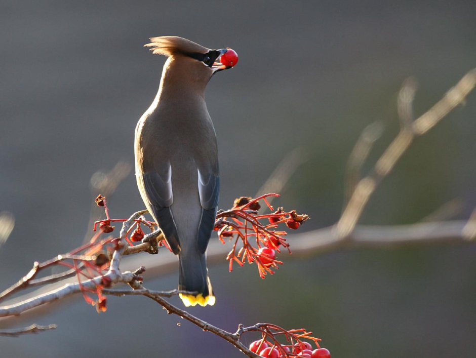 Свиристель обыкновенный (Bombycilla garrulus)