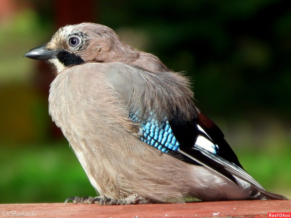 Свиристель обыкновенный (Bombycilla garrulus)