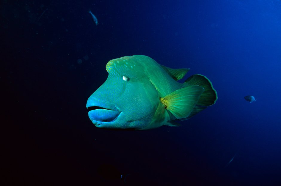 Овцеголовый губан