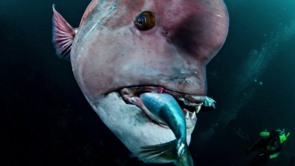 Обыкновенная острохвостая Луна-рыба