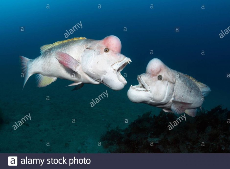 Овцеголовый губан морская рыба