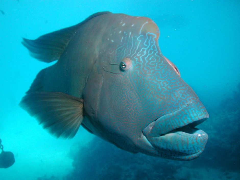 Носач хирург рыба