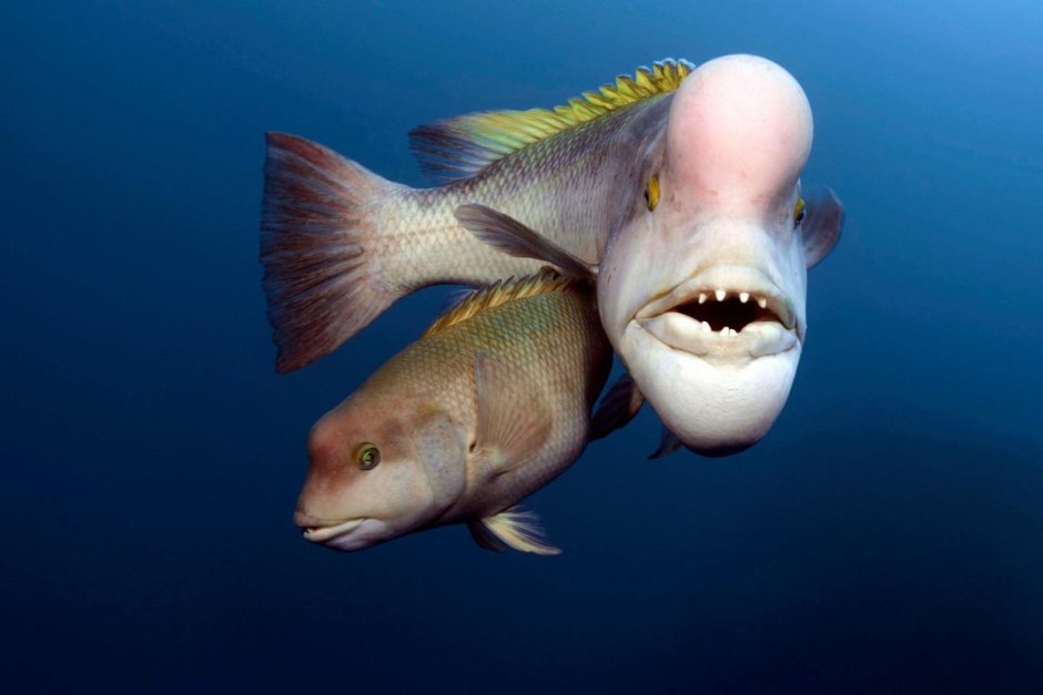 Рыба губан овцеголовый