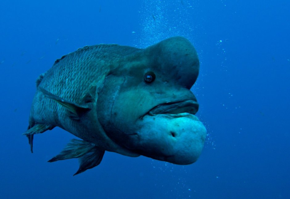 Рыба азиатский овцеголовый губан