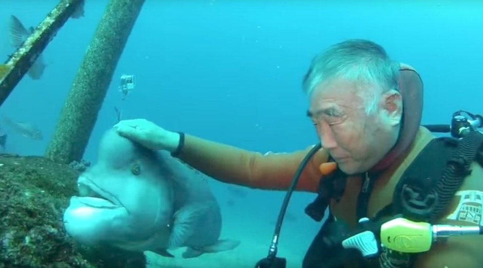 Длинноперый губан