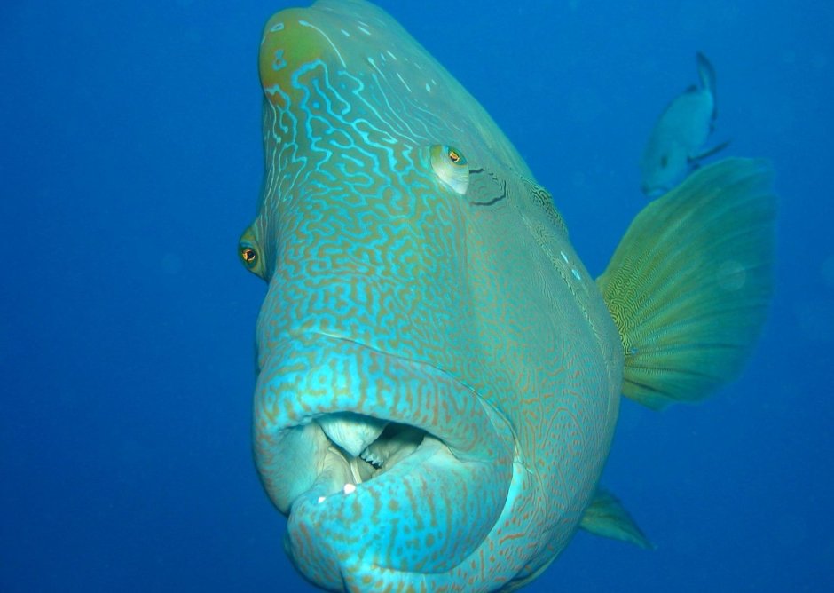 Императорский губан