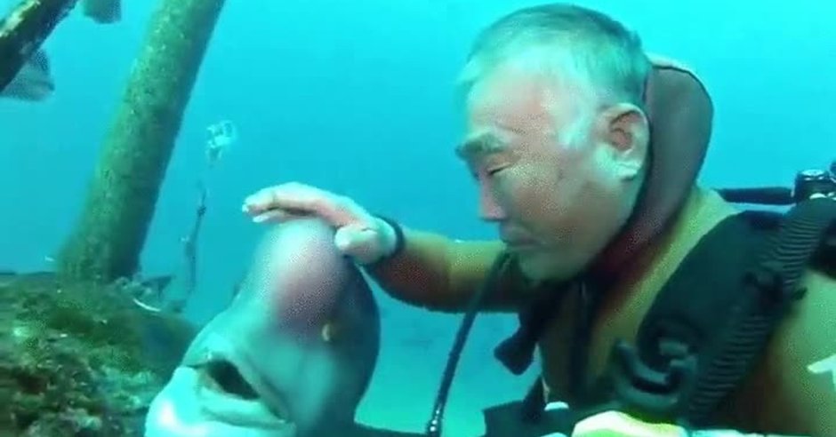 Овцеголовый губан морская рыба