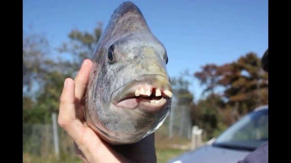 Смешные рыбы