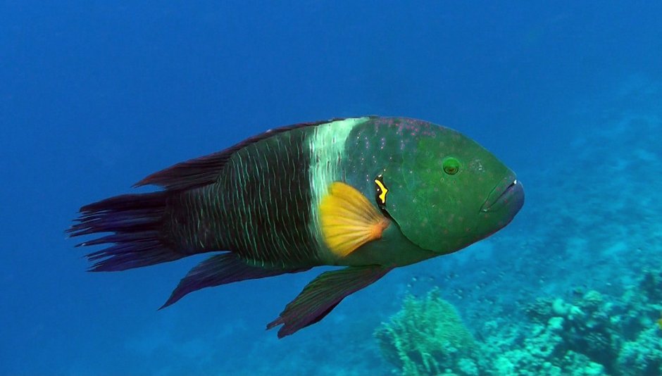 Наполеон губан