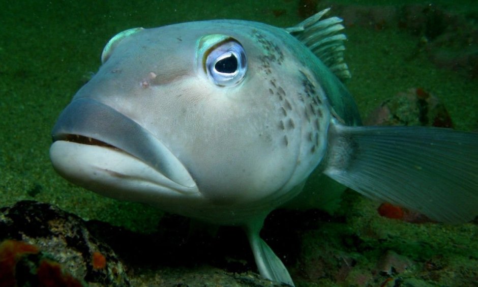 Шишколобый губан