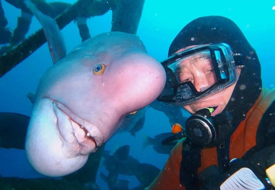 Овцеголовый губан