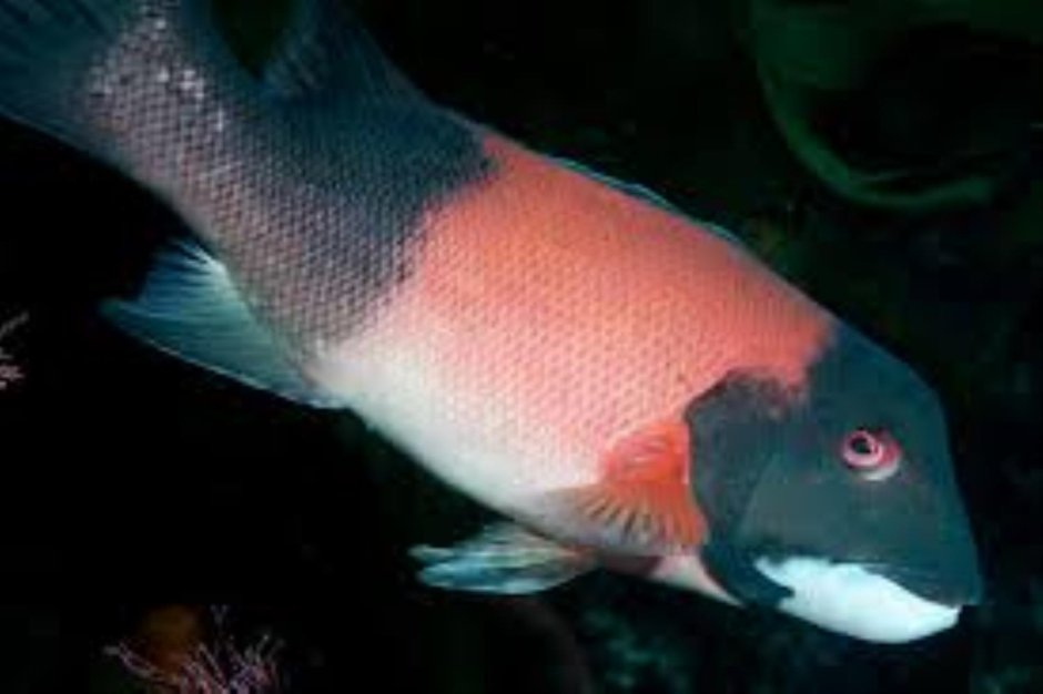 Бычок губан