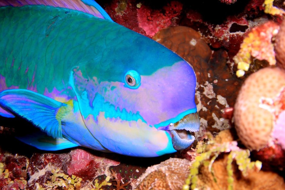 Губан дракон рыба