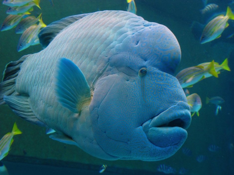 Императорский губан