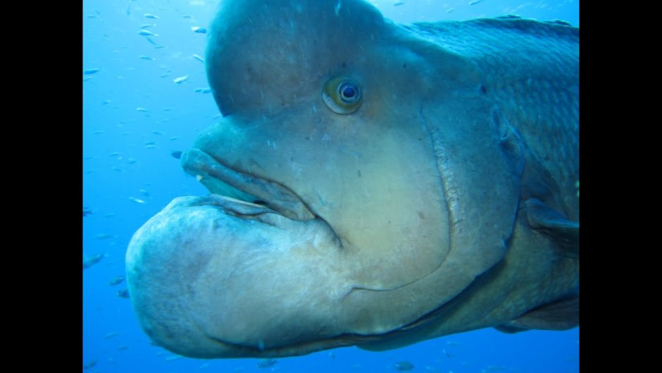 Рыба длинноперый губан